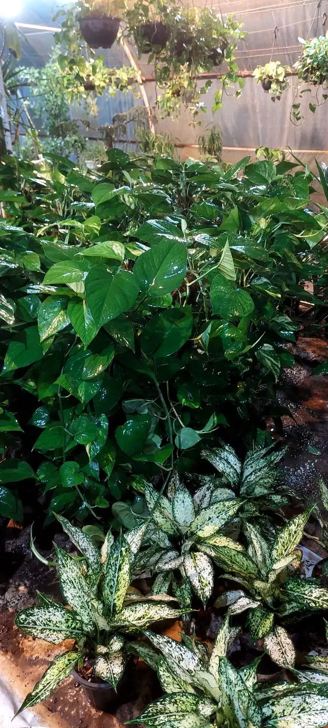 پتوس چماقی ۸۰ و ۱متر|گل و گیاه طبیعی|قم, خداکرم|دیوار