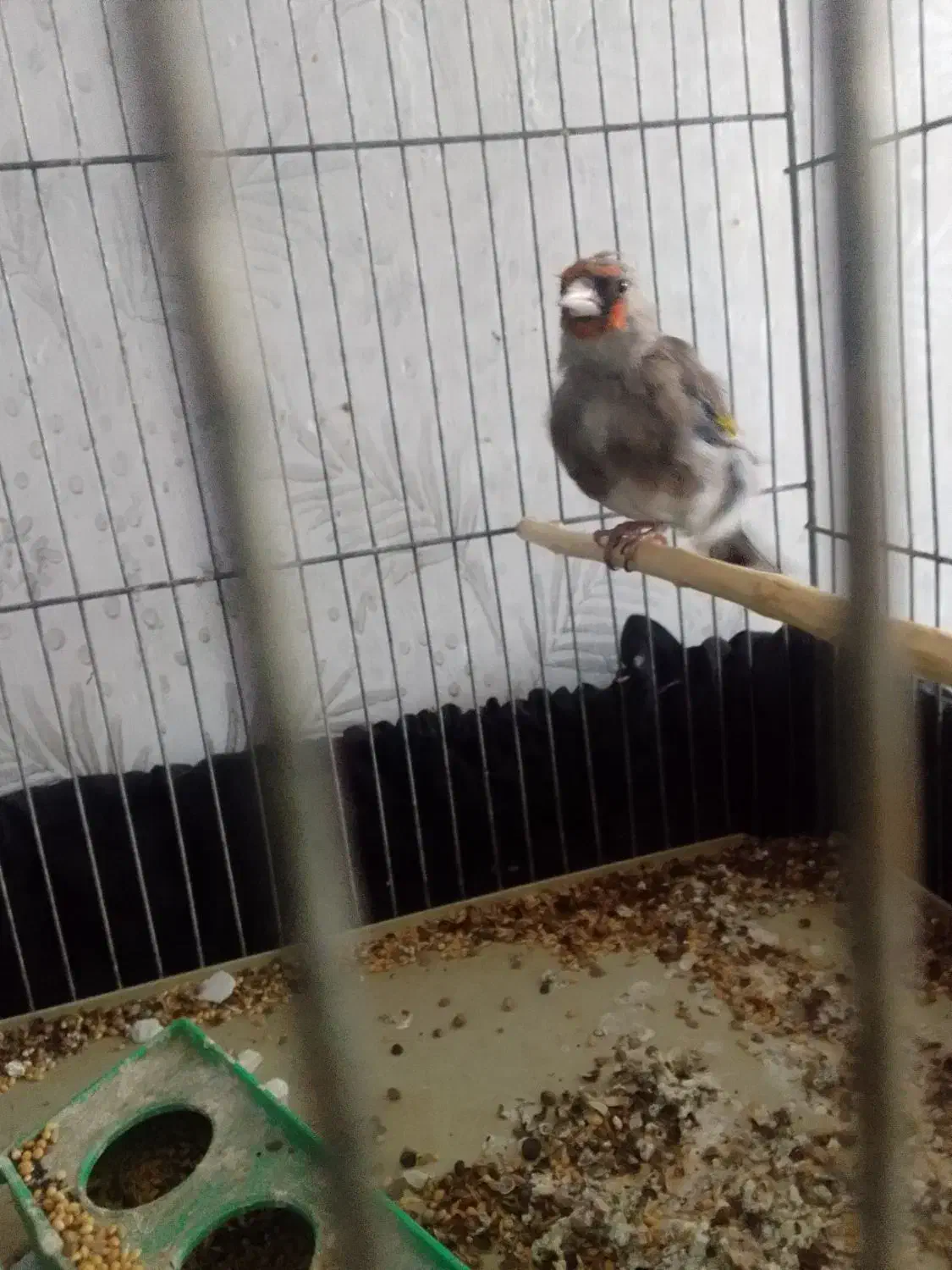 سهره کرمان|پرنده|فردوس (کرمان), |دیوار