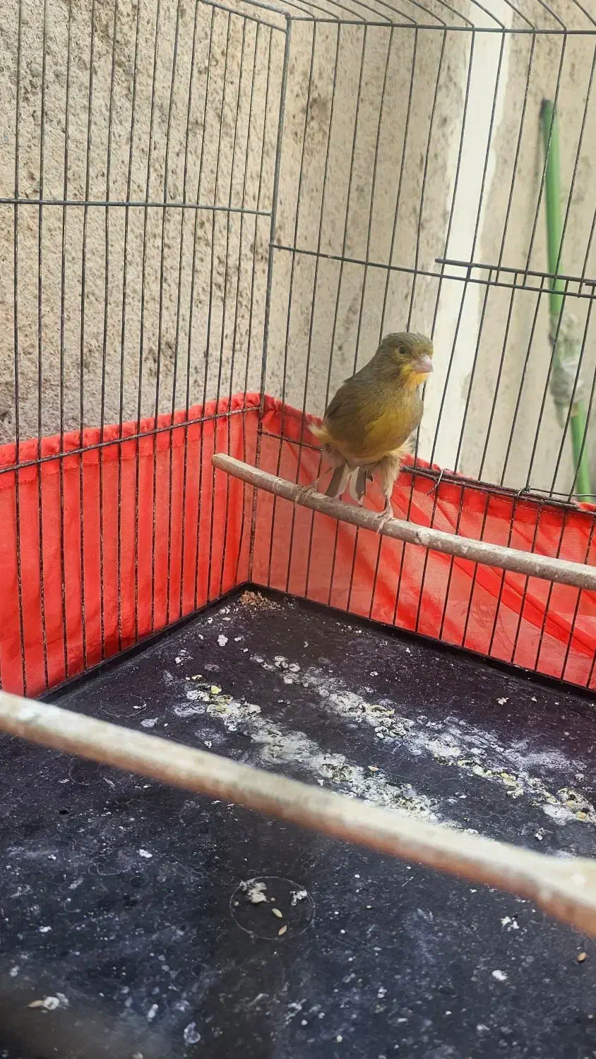 قناری نر خوب|پرنده|اسلام‌شهر, شهرک امام حسین (میان آباد)|دیوار