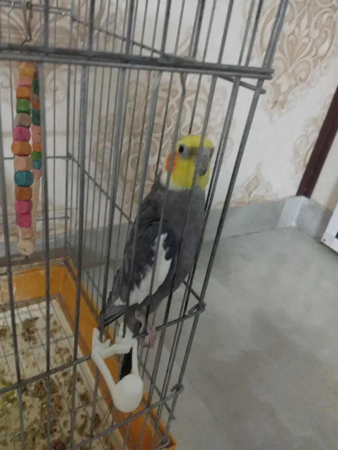 دو عدد عروس هلندی نر|پرنده|مشهد, الهیه|دیوار