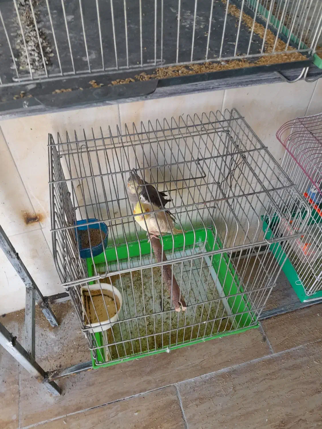 فروش قناری رسمی بلند ورسمی|پرنده|ابهر, |دیوار