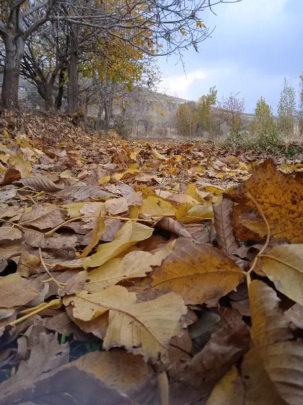 اجاره. زمین کشاورزی  دیم|اجارهٔ دفتر صنعتی، کشاورزی، تجاری|سقز, |دیوار