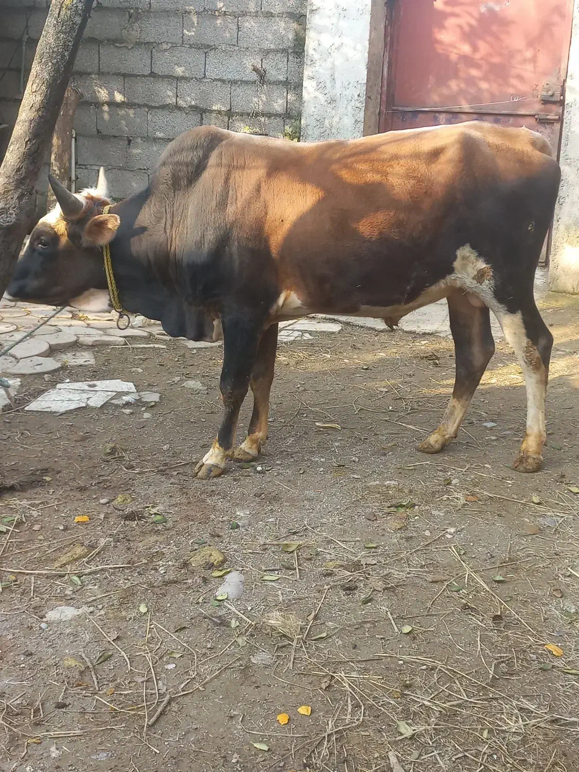 ورزا محلی|حیوانات مزرعه|رشت, پیرکلاچای|دیوار