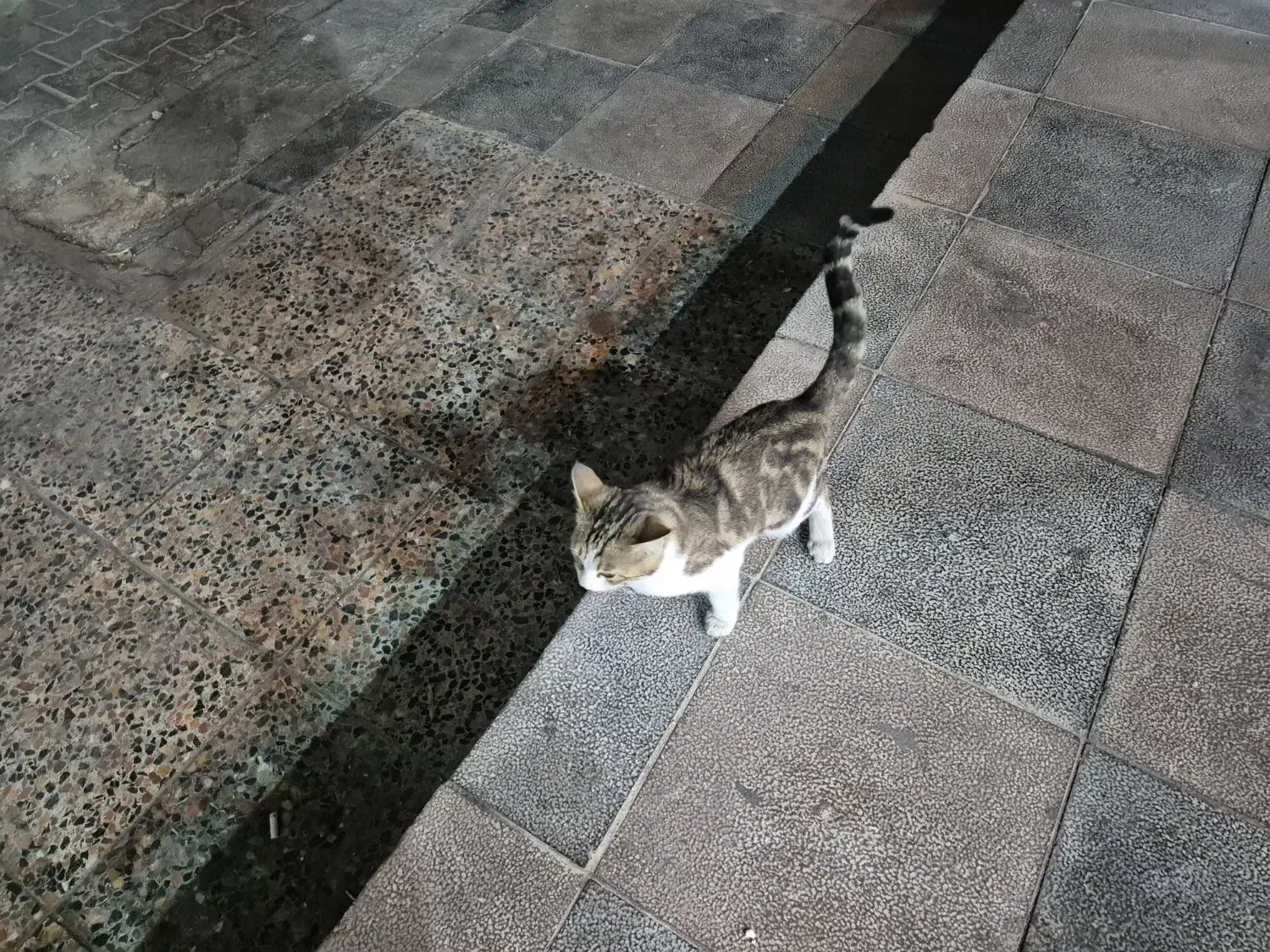 واگذاری بچه گربه|گربه|شیراز, بریجستون|دیوار