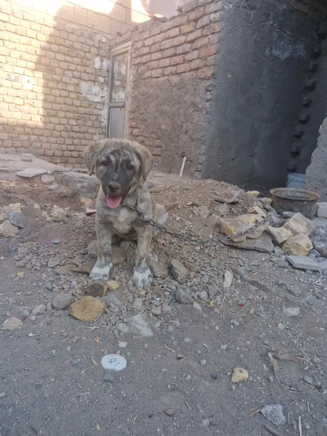 توله رخ|سگ|رضویه, |دیوار