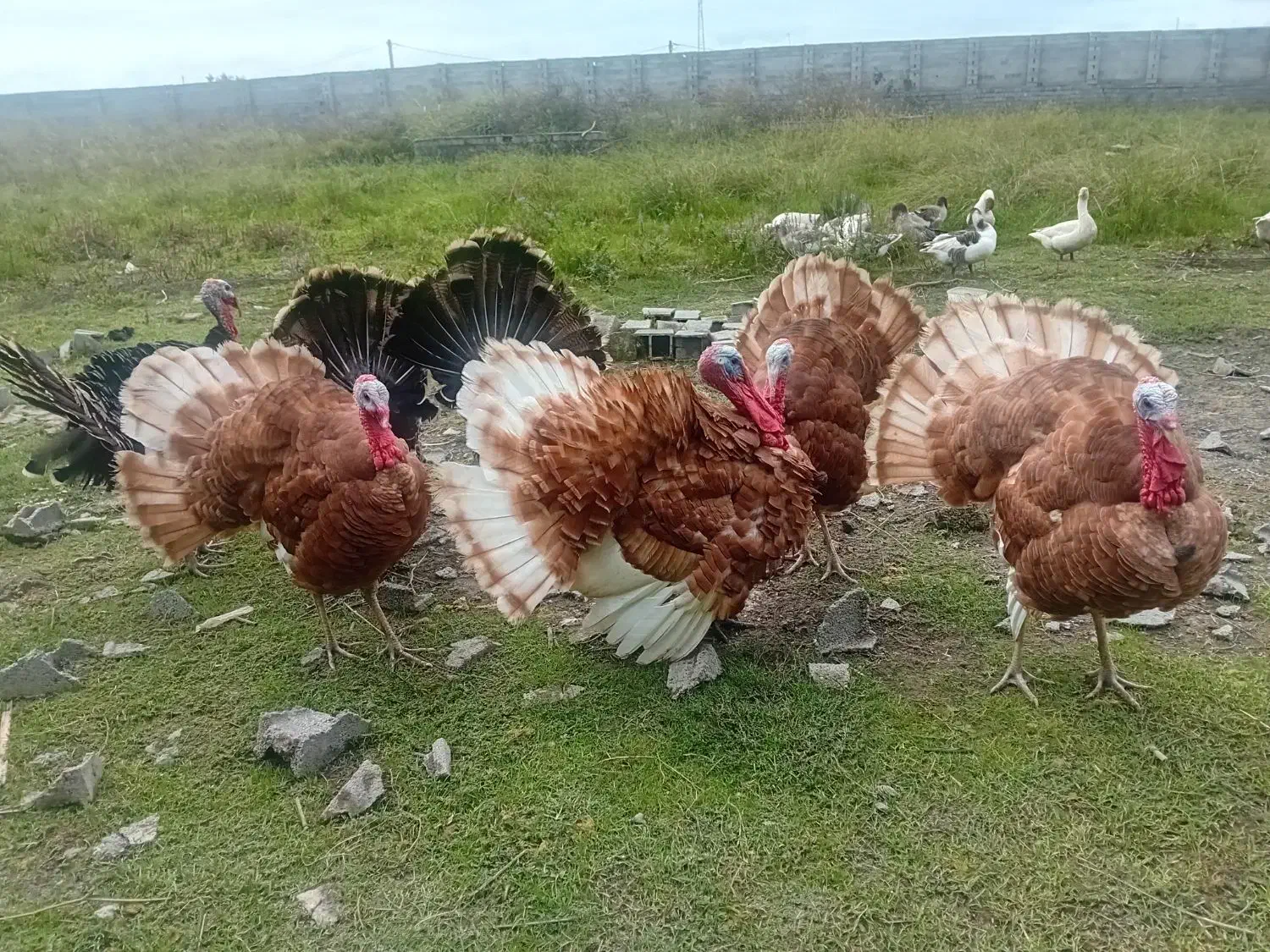 بوقلمون نر وماده بور بور و انگلیسی|حیوانات مزرعه|دابودشت, |دیوار