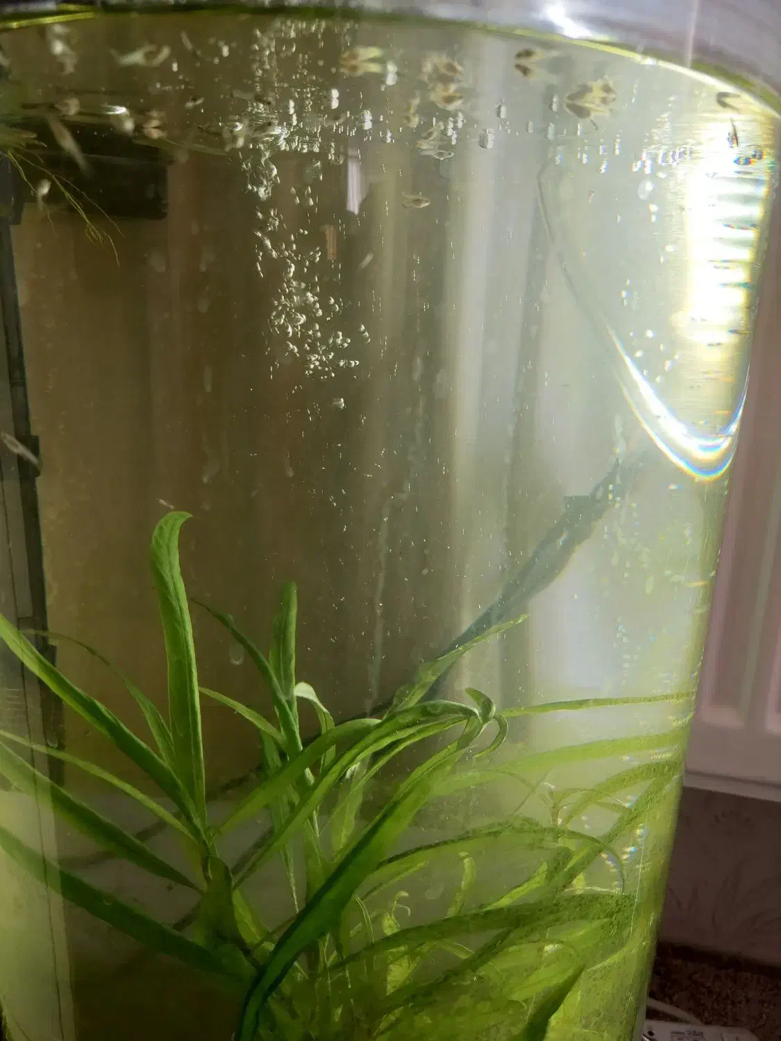 فروش تعدادی ماهی و آکواریوم استوانه ای|ماهی|محمدیه-قزوین, |دیوار