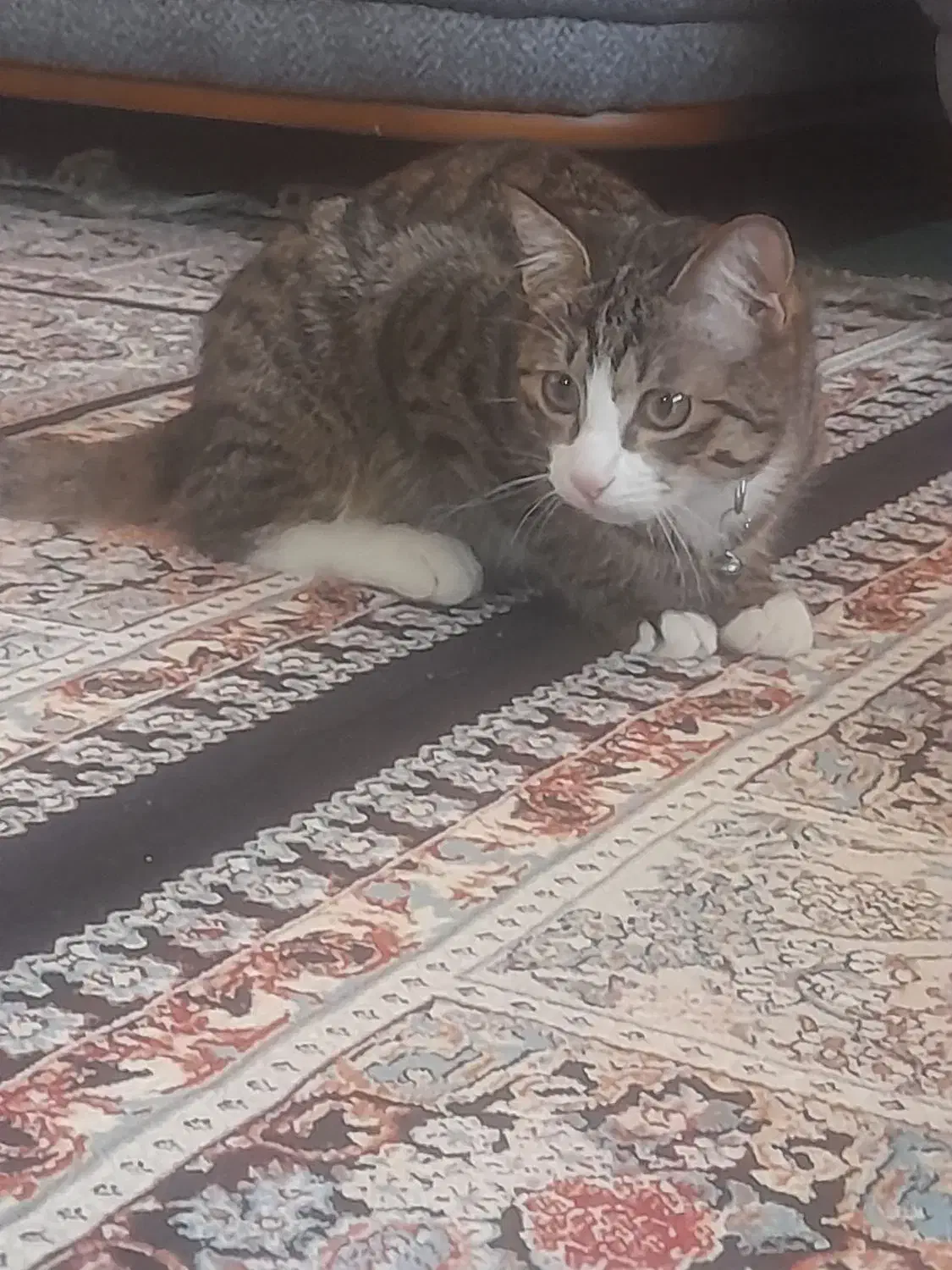 واگذاری|گربه|شاهینشهر, حافظ جنوبی|دیوار