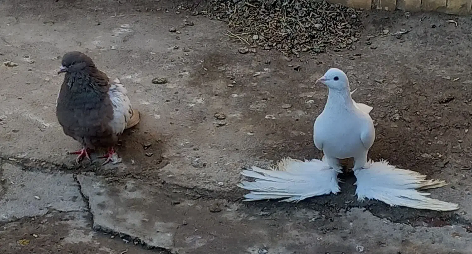 یک عدد توهلی و تهرانی|پرنده|تیکمه داش, |دیوار