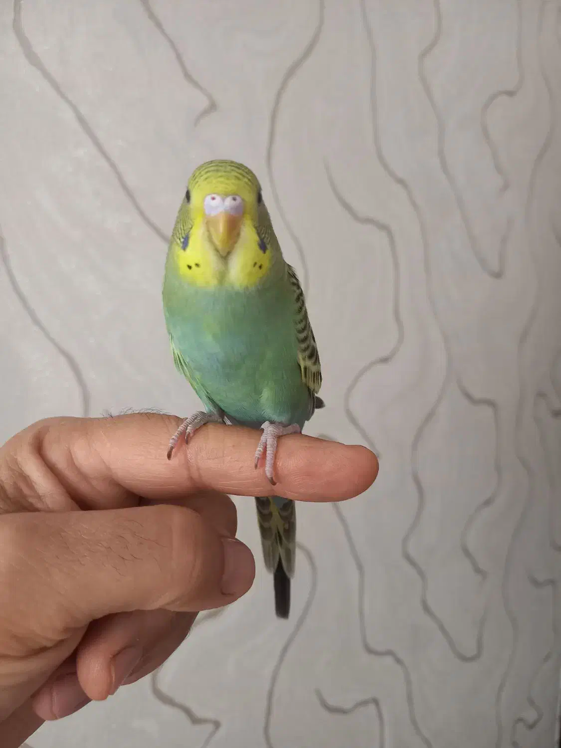 مرغ عشق|پرنده|شیراز, فخرآباد (دروازه کازرون)|دیوار