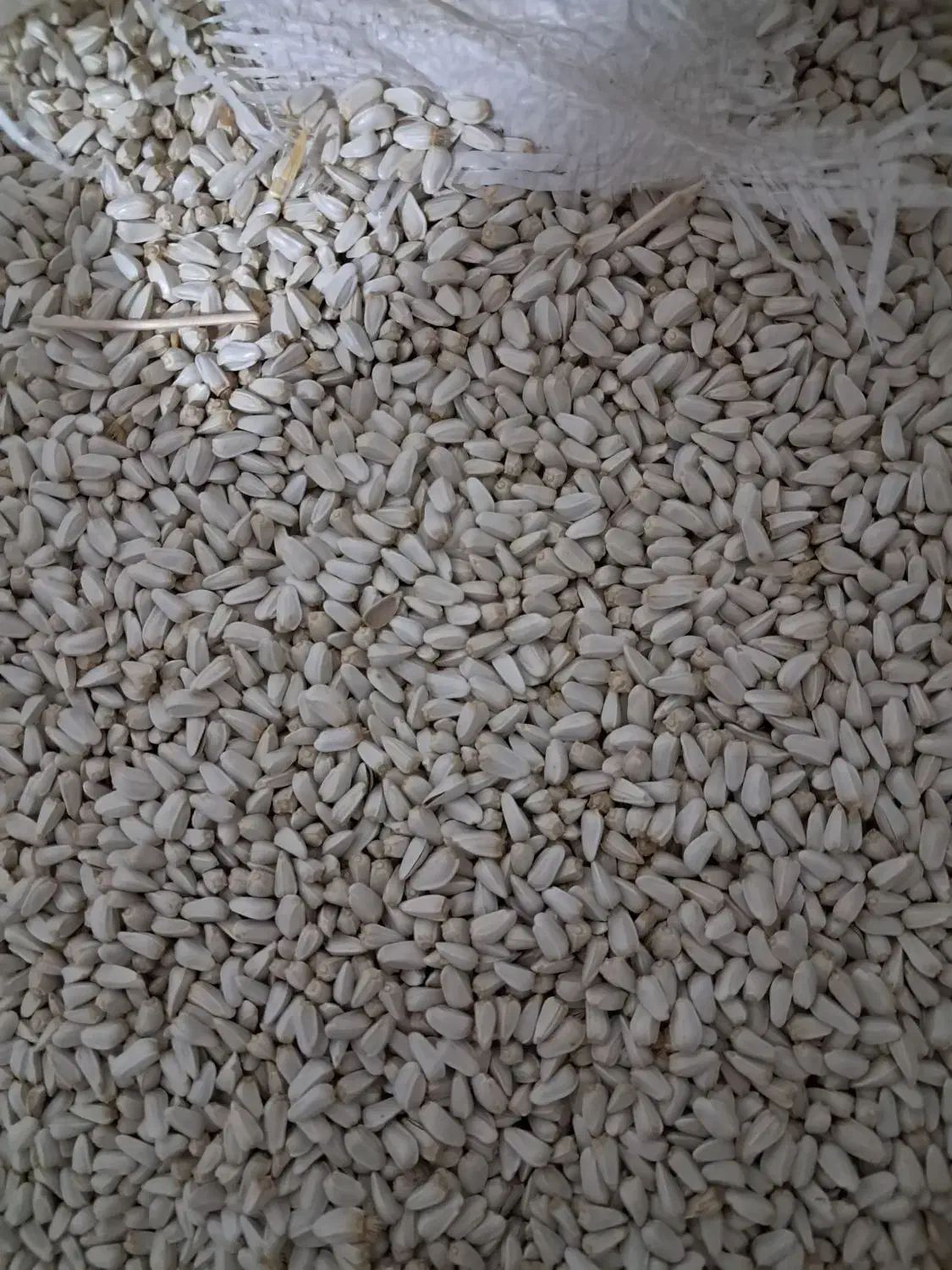 بذر گلرنگ دانه روغنی|پرنده|مرودشت, استادیوم‎|دیوار