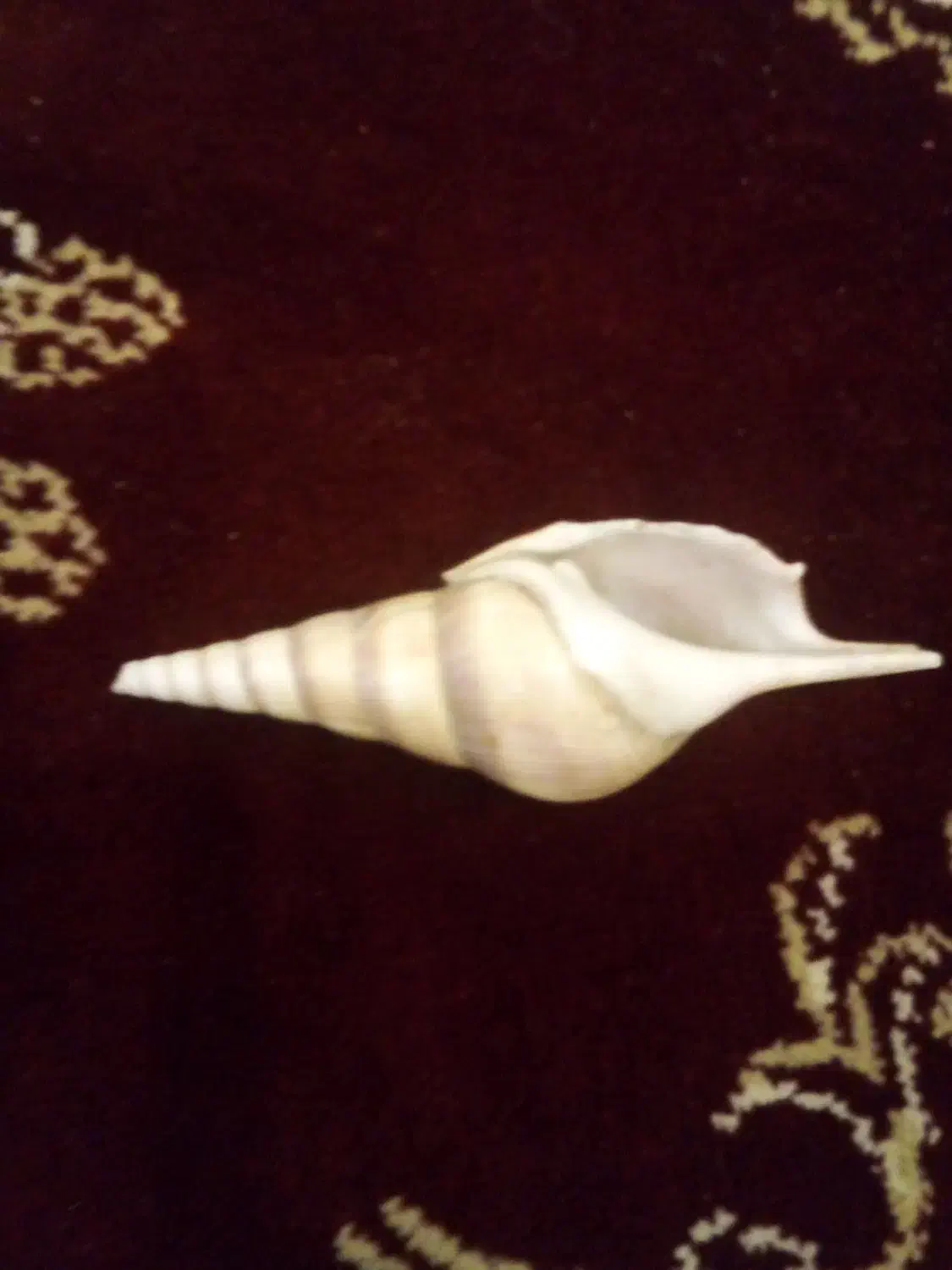 صدف|ماهی|اصفهان, ناصرخسرو|دیوار