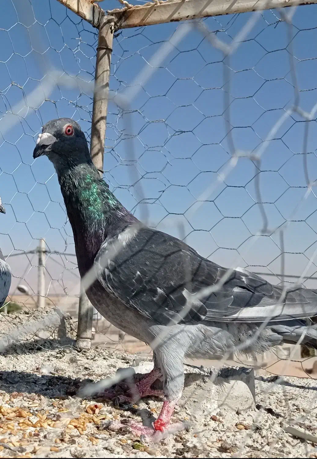 سه تا نر|پرنده|فیروزه, |دیوار