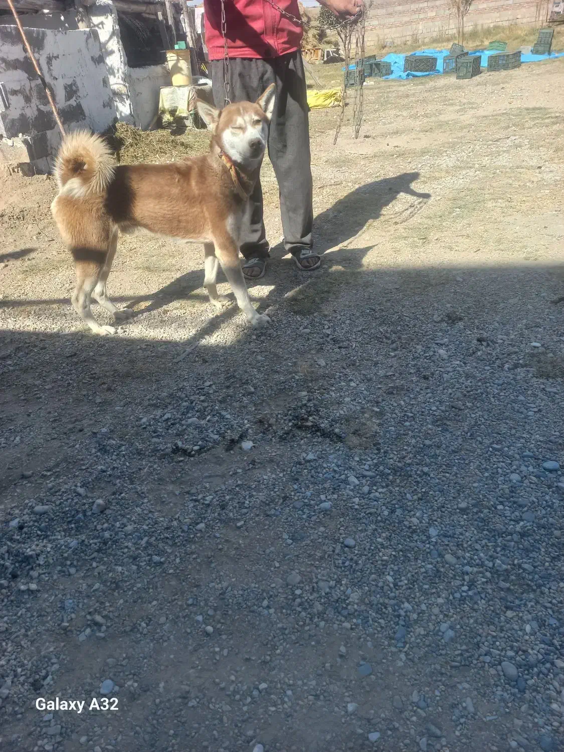 سگ حاسگی|سگ|چهاربرج, |دیوار