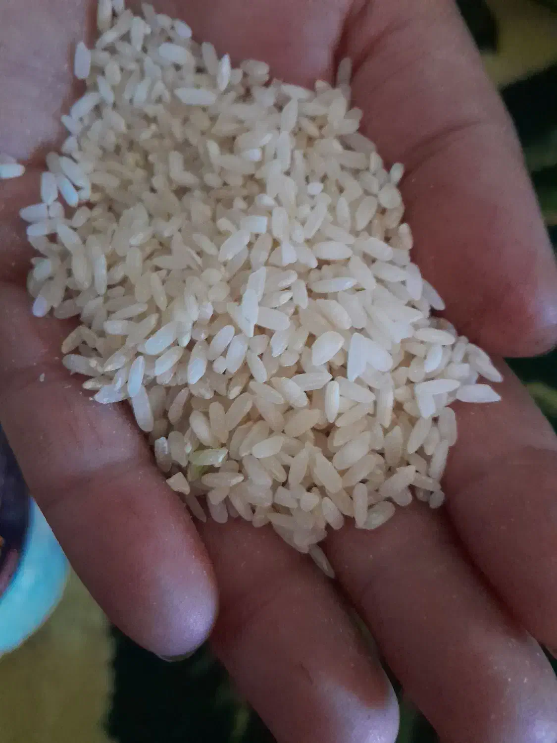 باسلام ۵۰کیلو برنج چمپای کره بفروش میرسه|خوردنی و آشامیدنی|یاسوج, |دیوار