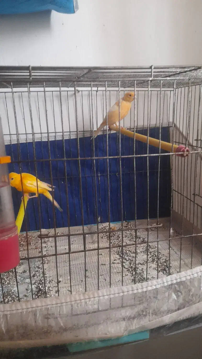 قناری|پرنده|اردبیل, |دیوار