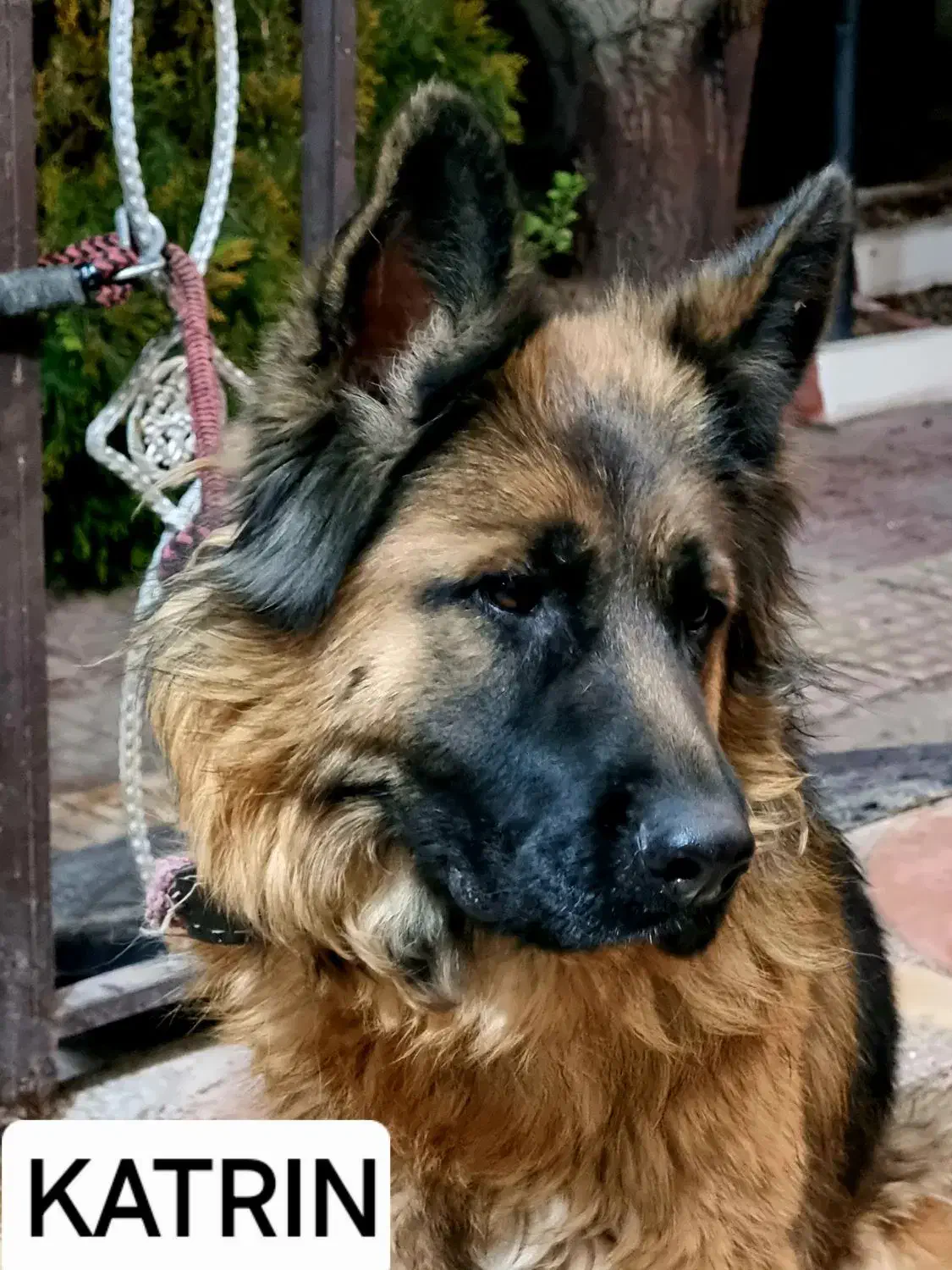 ژرمن وارداتی با مدارک مستند|سگ|ماهدشت, |دیوار