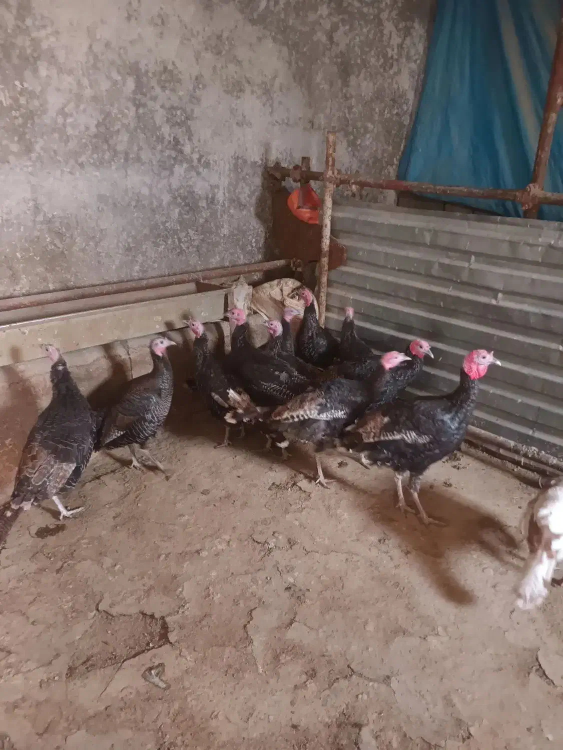 بوقلمون کوردی|حیوانات مزرعه|کامیاران, |دیوار