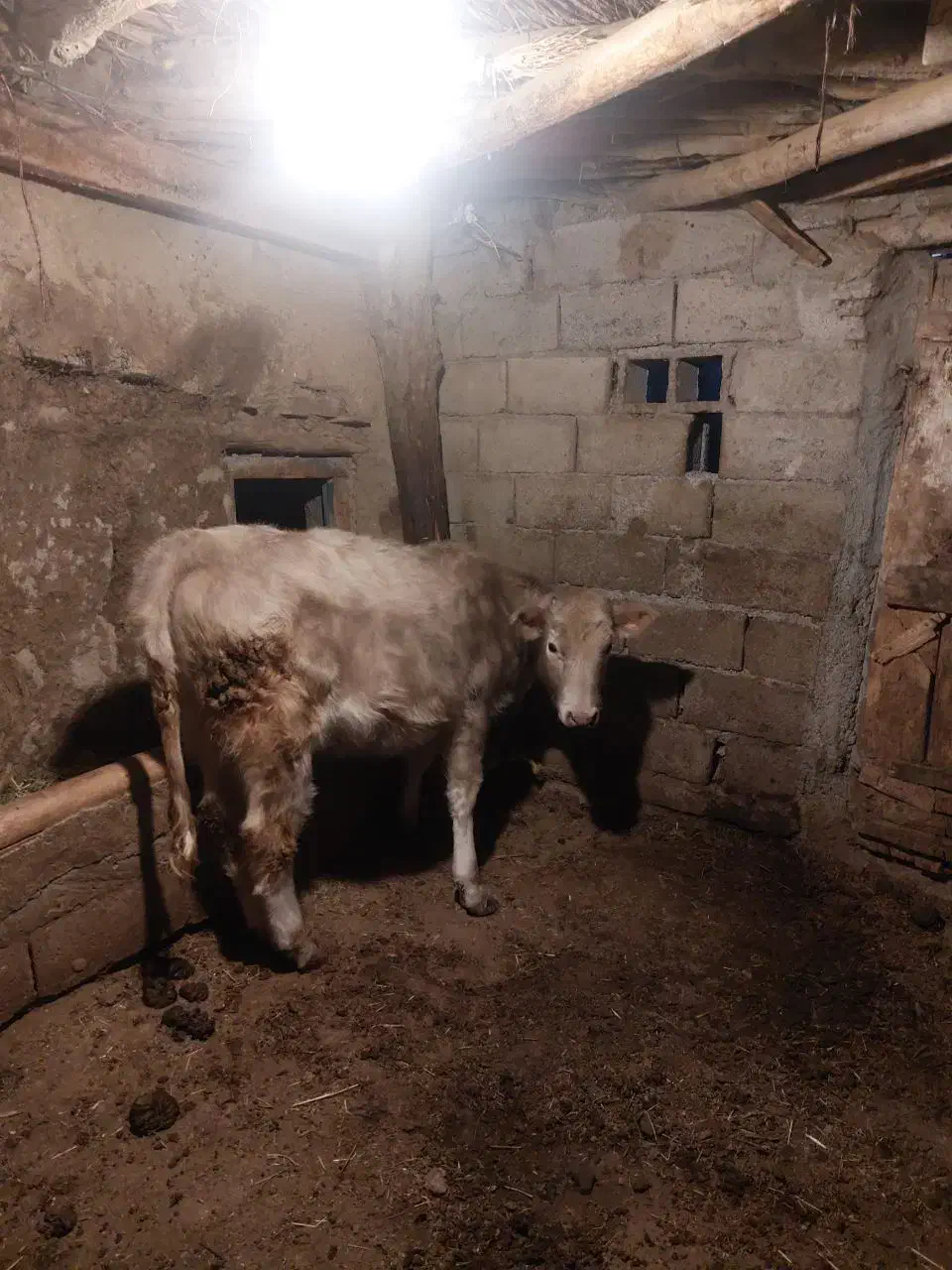 گوساله یکی نر هلشتاین یک ماده نژاد براون سوئیسی|حیوانات مزرعه|ارشق, |دیوار