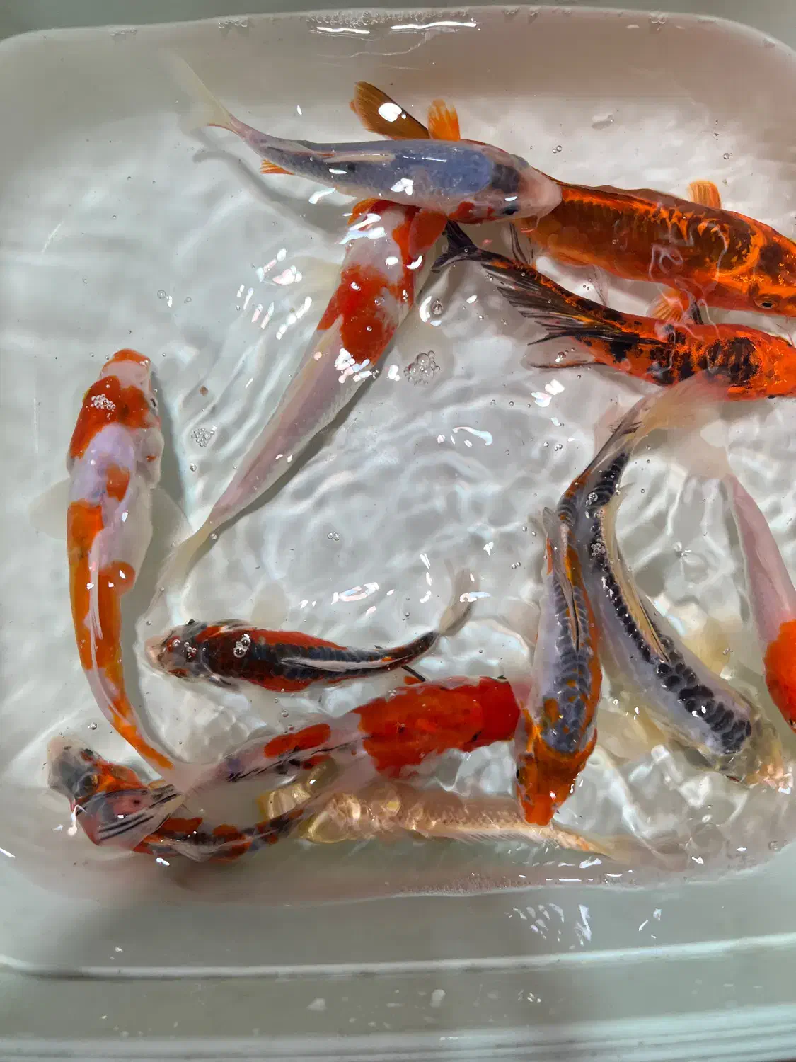 فیش کوی گرید بالا|ماهی|تهران, خرمشهر|دیوار