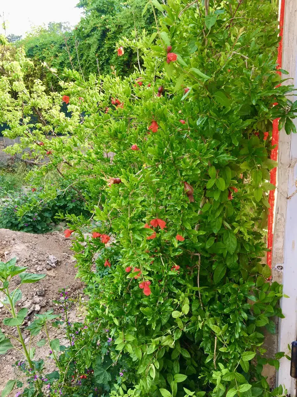 تنها باغ داخل شهر با آب و برق و گاز شهری اختصاصی|فروش خانه و ویلا|اصفهان, خاتون‌آباد|دیوار