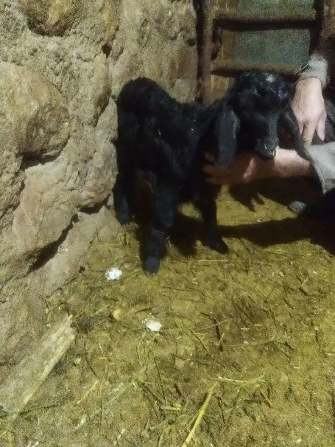 بزوبزغاله|حیوانات مزرعه|اسدآباد, |دیوار