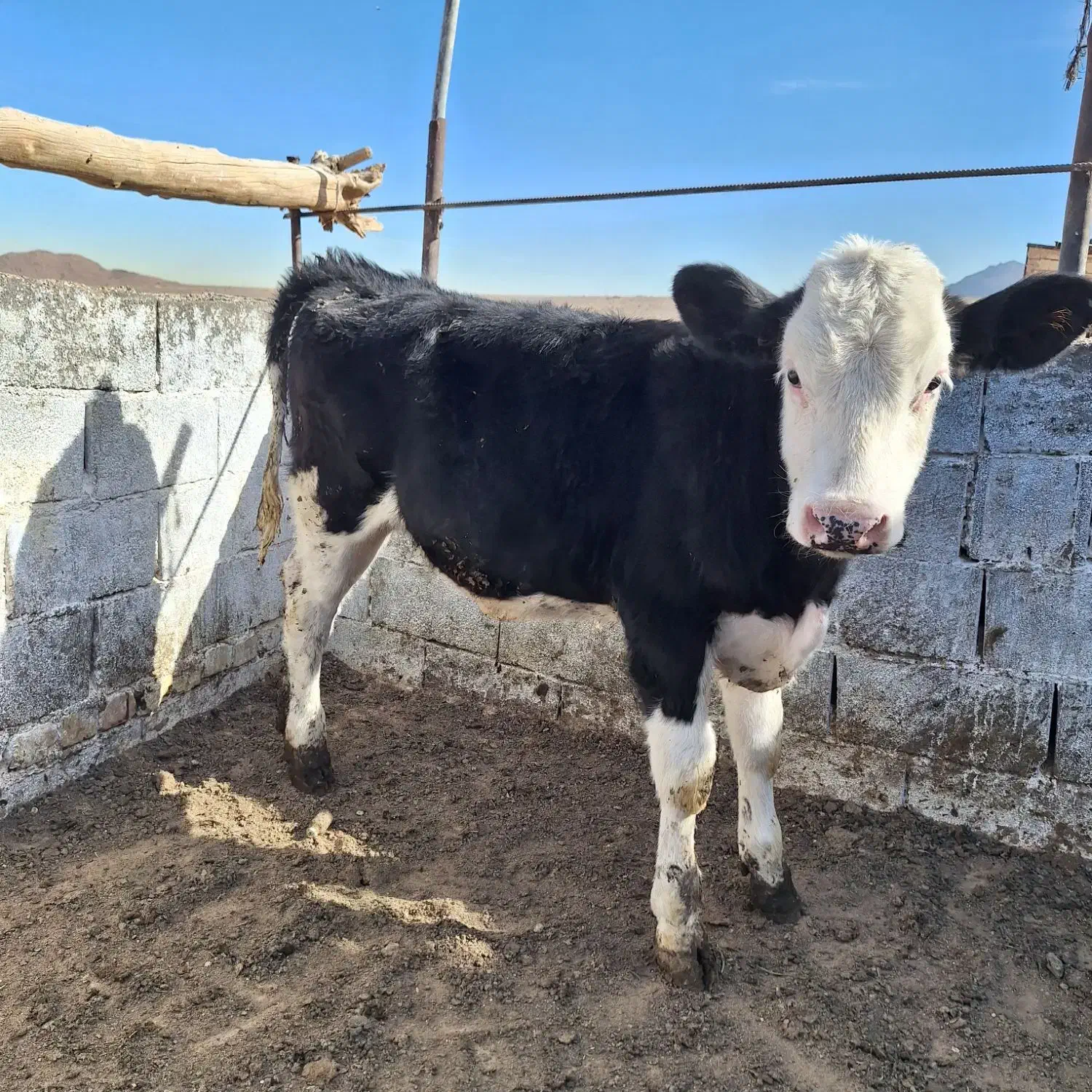 گوساله ماده منتی بلیارد|حیوانات مزرعه|خضر آباد, |دیوار
