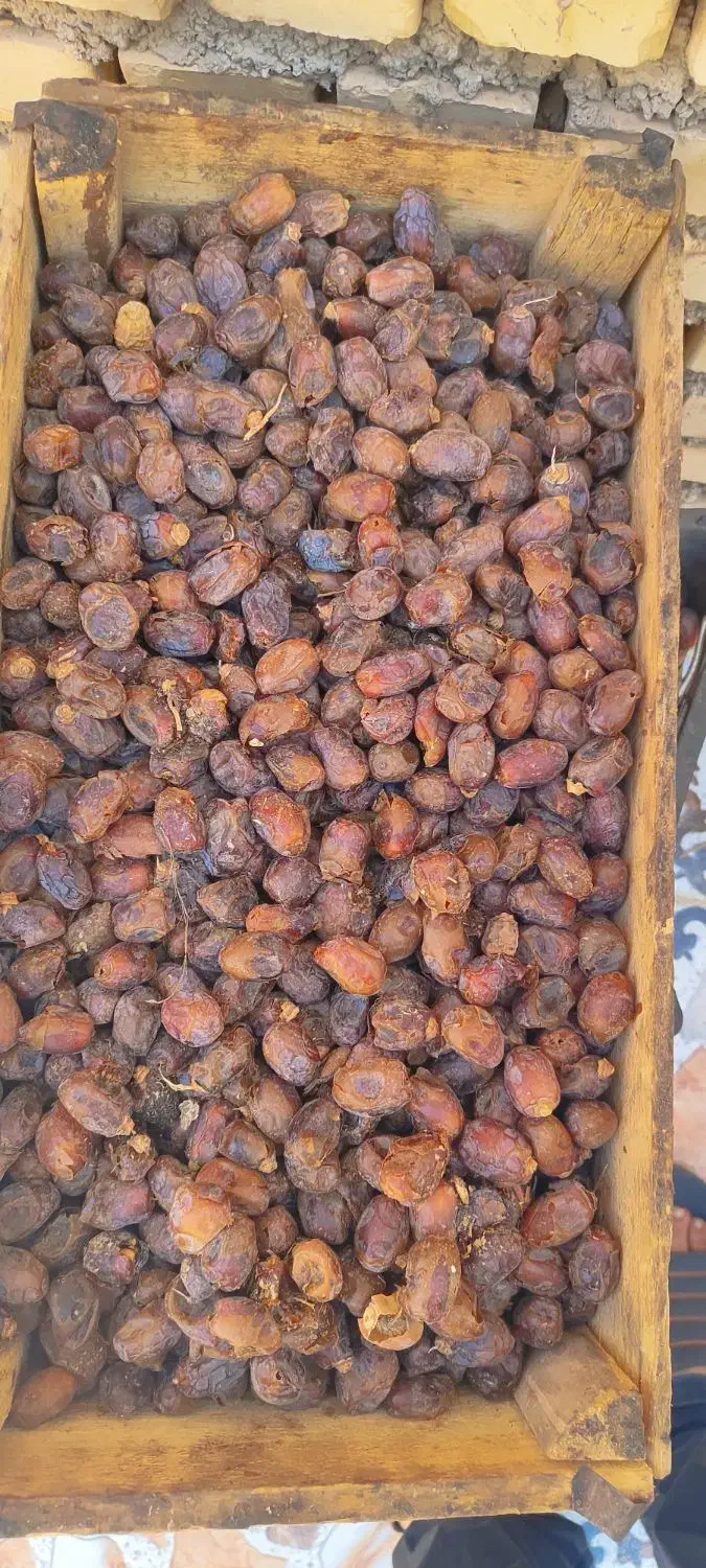 خرمای گنطار|خوردنی و آشامیدنی|اهواز, کارون|دیوار