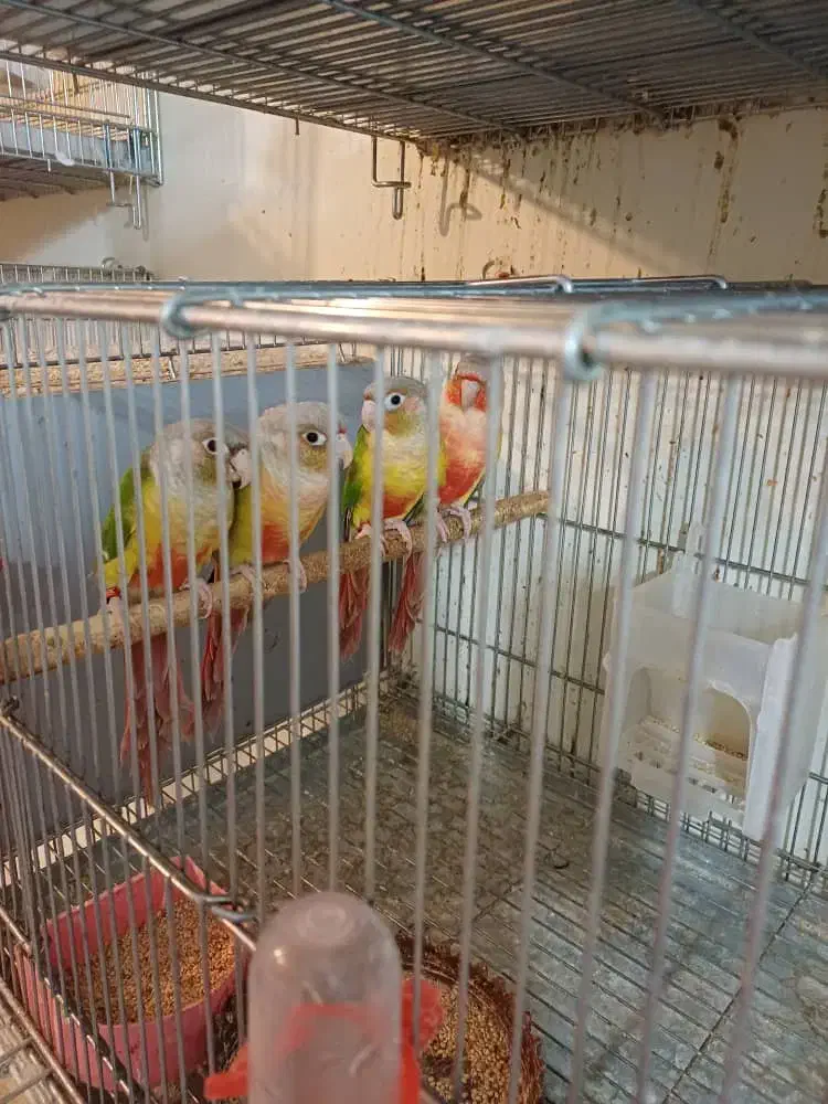 گرینچیک|پرنده|فولادشهر, B2|دیوار