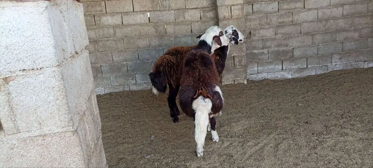 قوچ بروجردی اصل اصیل|حیوانات مزرعه|کلاله, |دیوار