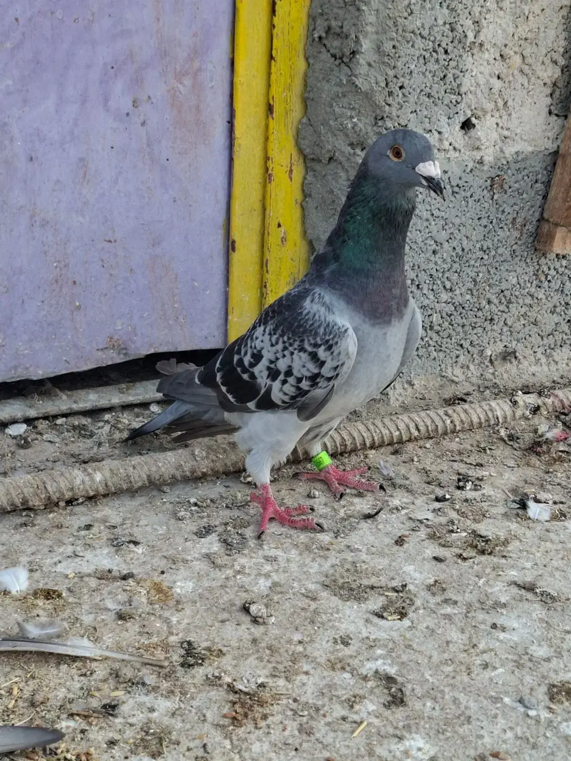 پلاکی نر|پرنده|بوشهر, |دیوار