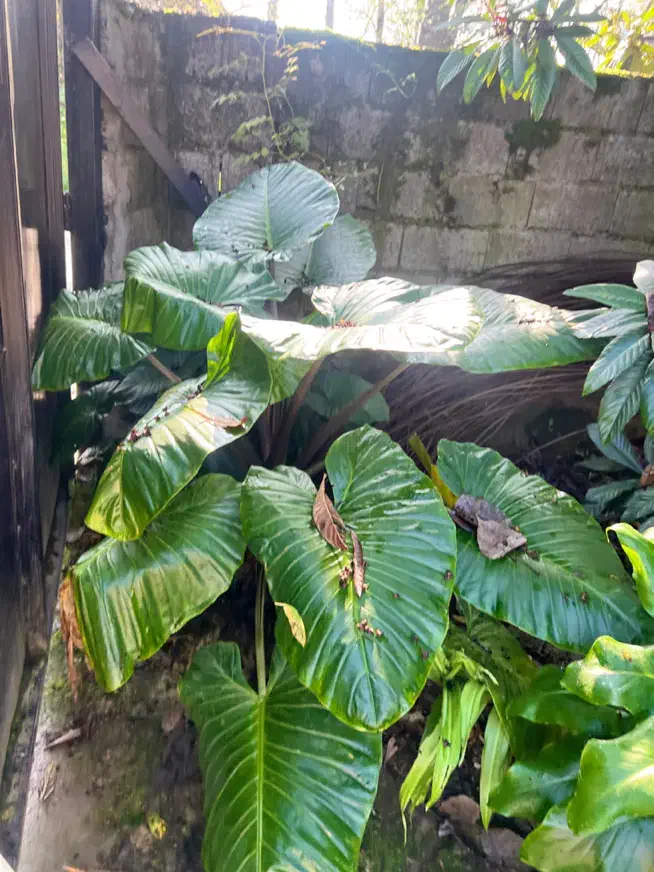 گل بابا ادم|گل و گیاه طبیعی|آستانه اشرفیه, |دیوار