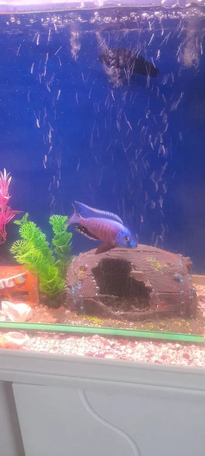 ماهی|ماهی|زاهدان, |دیوار