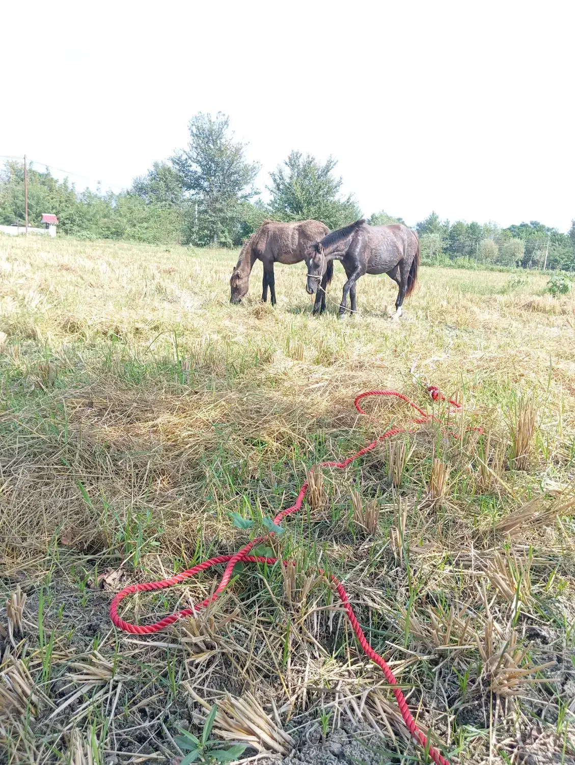 مادیان وکره|اسب و تجهیزات اسبسواری|شاندرمن, |دیوار