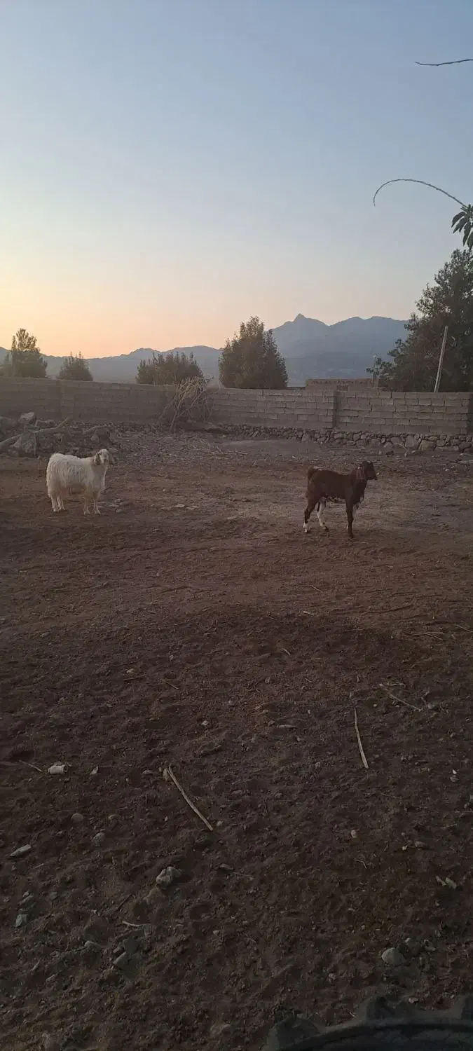 یه بز دوقلوها آبستن بادو کهره نر|حیوانات مزرعه|ارزوئیه, |دیوار