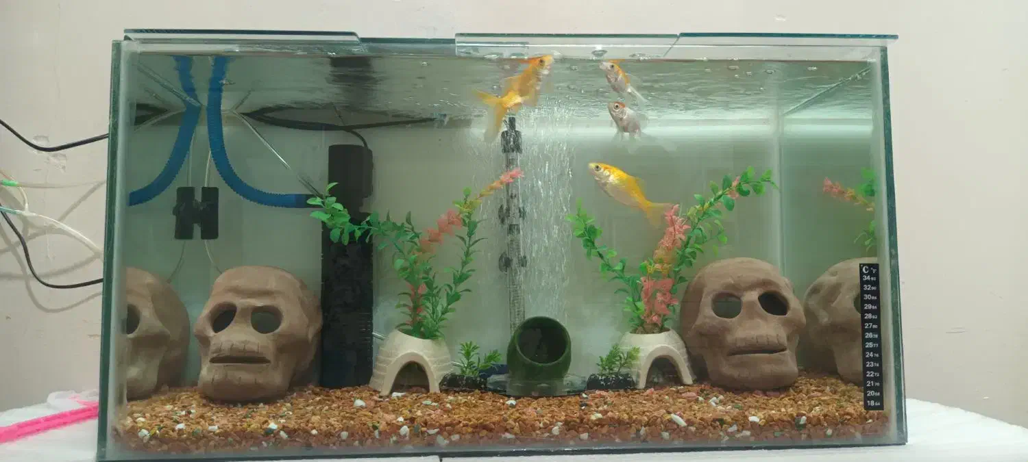 آکواریوم با ماهی|ماهی|تهران, باغ خزانه|دیوار