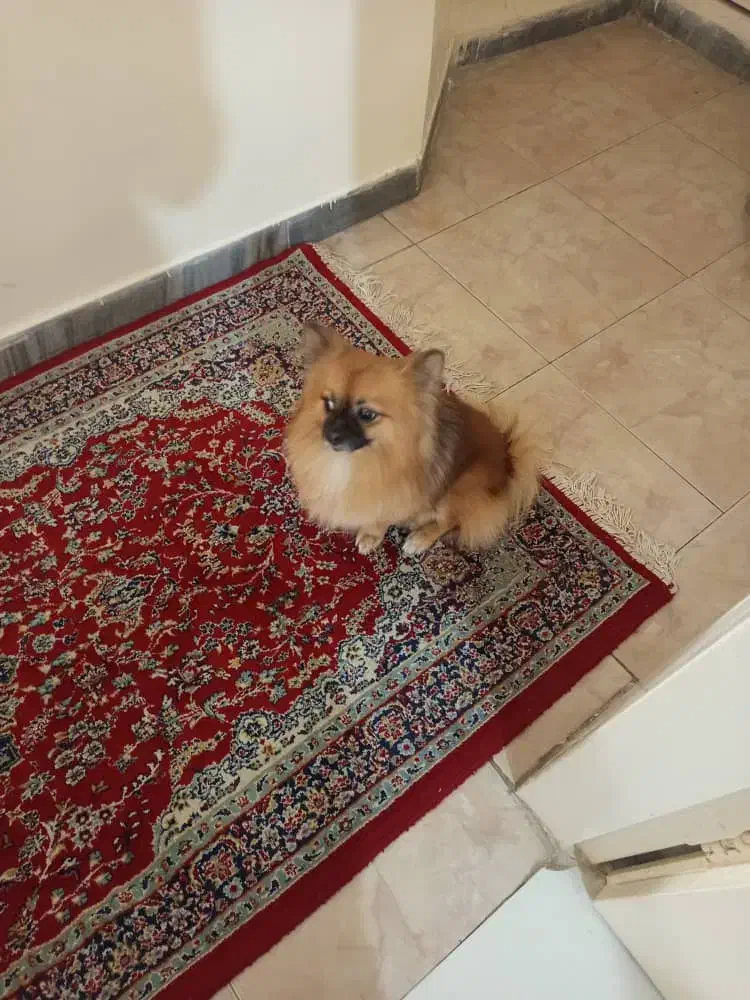 یک سگ پامر با ادب و حرف گوش کن|سگ|تهران, نیروی هوایی (پیروزی)|دیوار