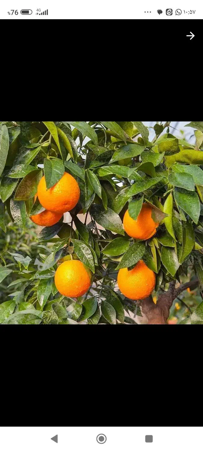 پرتقال تامسون شیرین آبدار|عمدهفروشی|زرگرشهر, |دیوار
