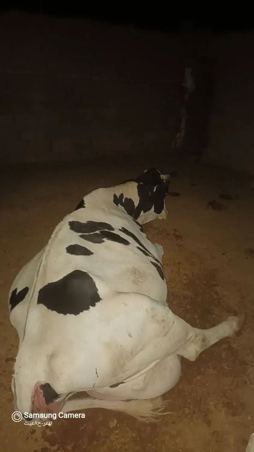 فروش گاوآبستن|حیوانات مزرعه|بیرجند, |دیوار