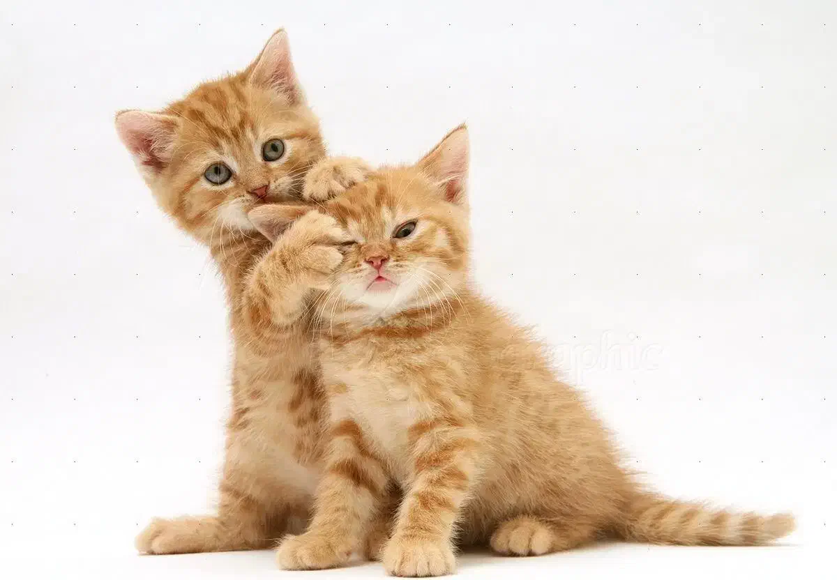 گربه بریتیش جینجر حضوری در اهواز|گربه|اهواز, زیتون کارمندی|دیوار