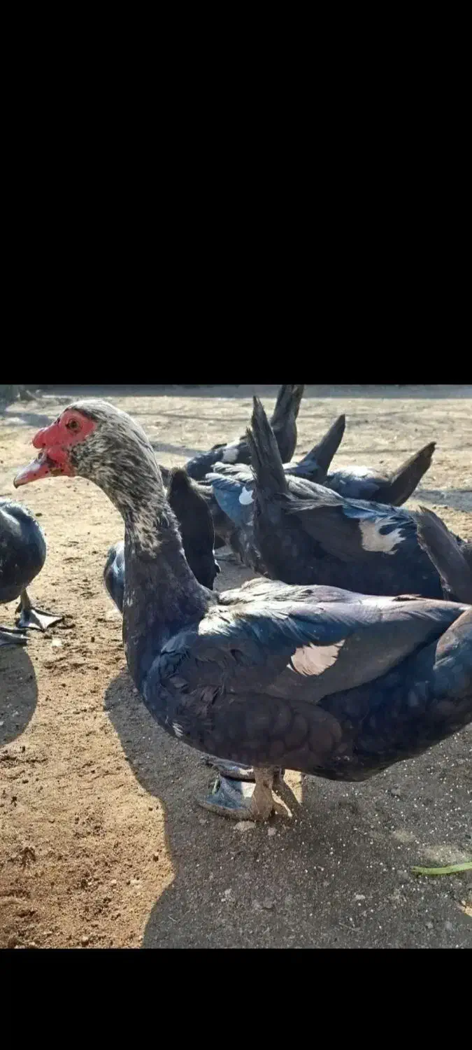 سیکا. اردک روسی|حیوانات مزرعه|بوشهر, |دیوار