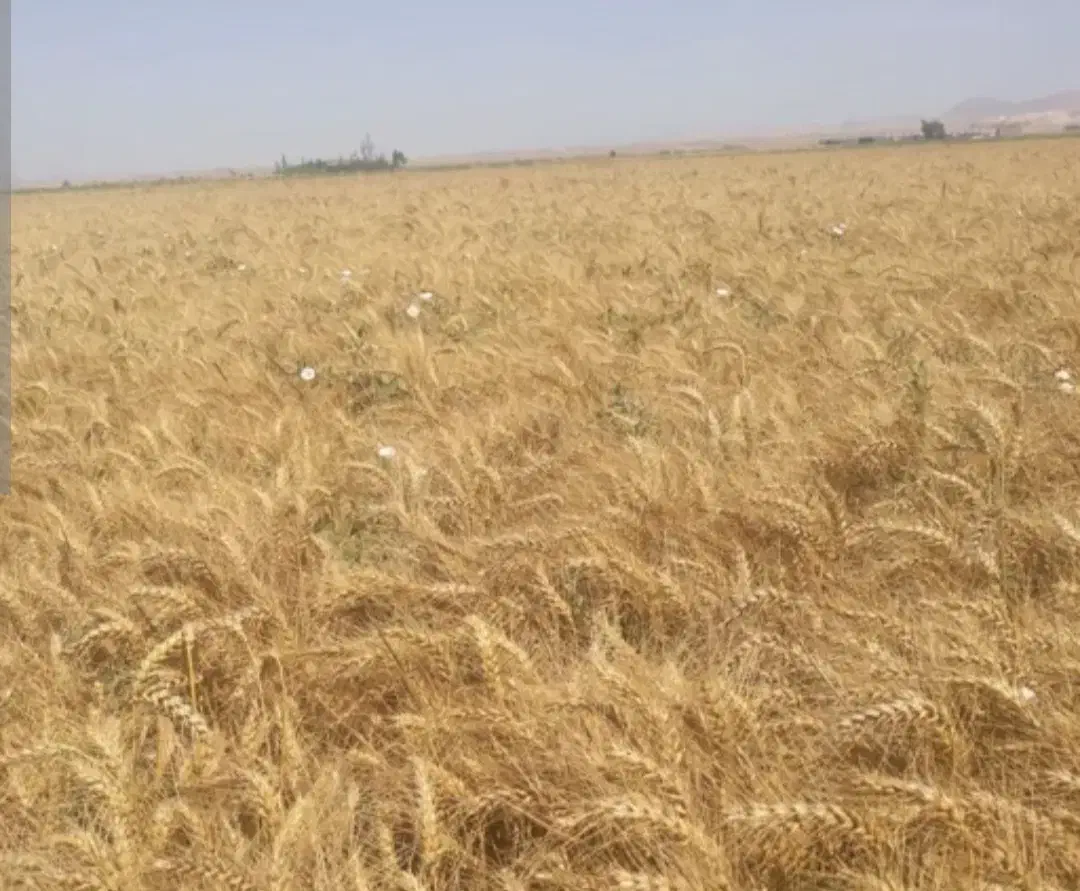 بذر گندم|خدمات باغبانی و درختکاری|شیراز, سیلو|دیوار