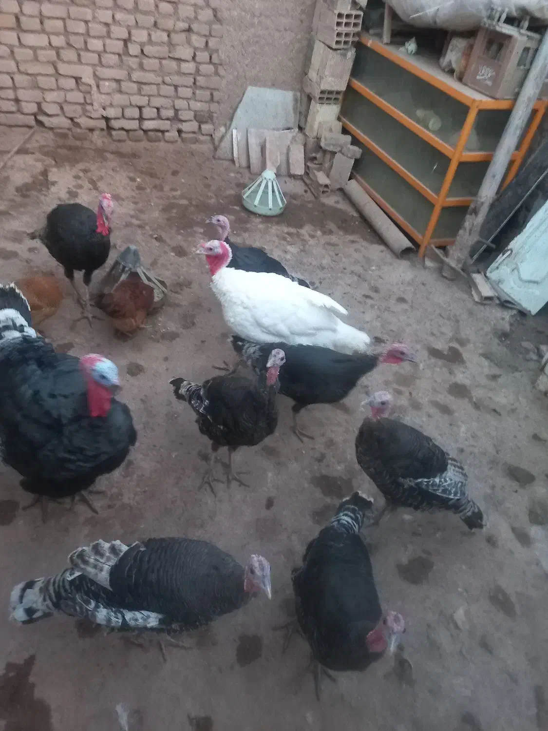 فروش بوقلمون جوان نر و ماده|حیوانات مزرعه|عطاملک, |دیوار