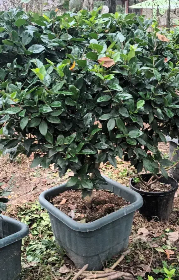 یاس توپی بزرگ|گل و گیاه طبیعی|واجارگاه, |دیوار