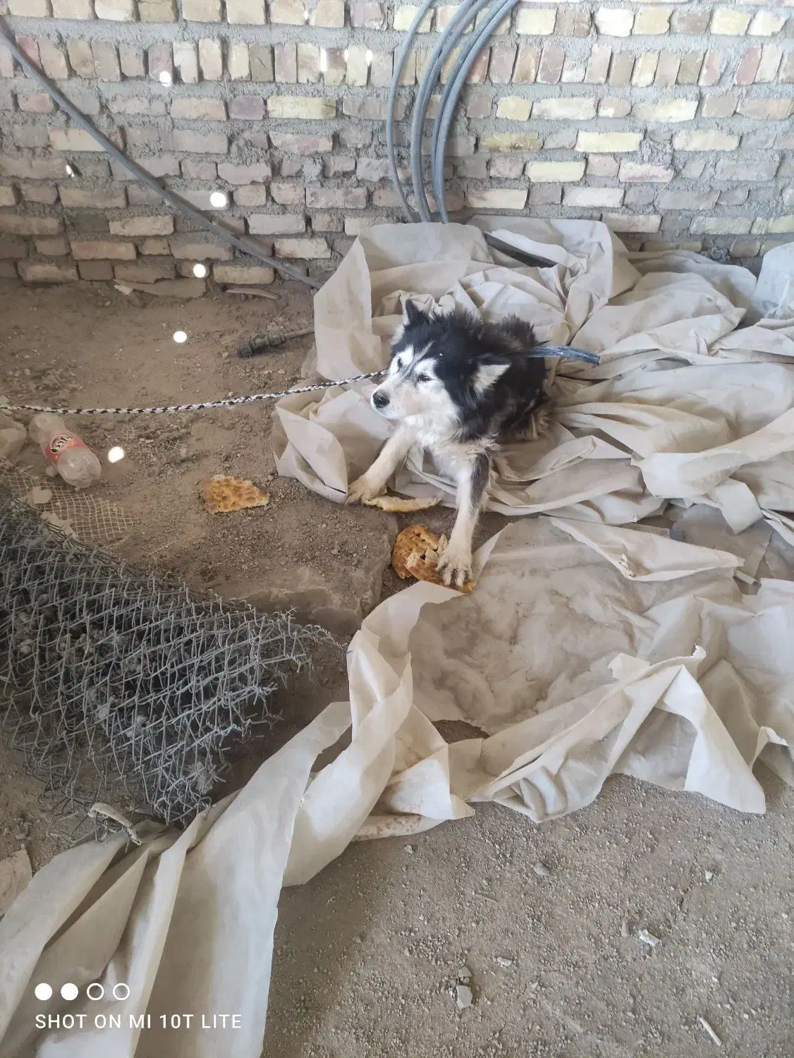 واگذاری|سگ|سلطانیه, |دیوار