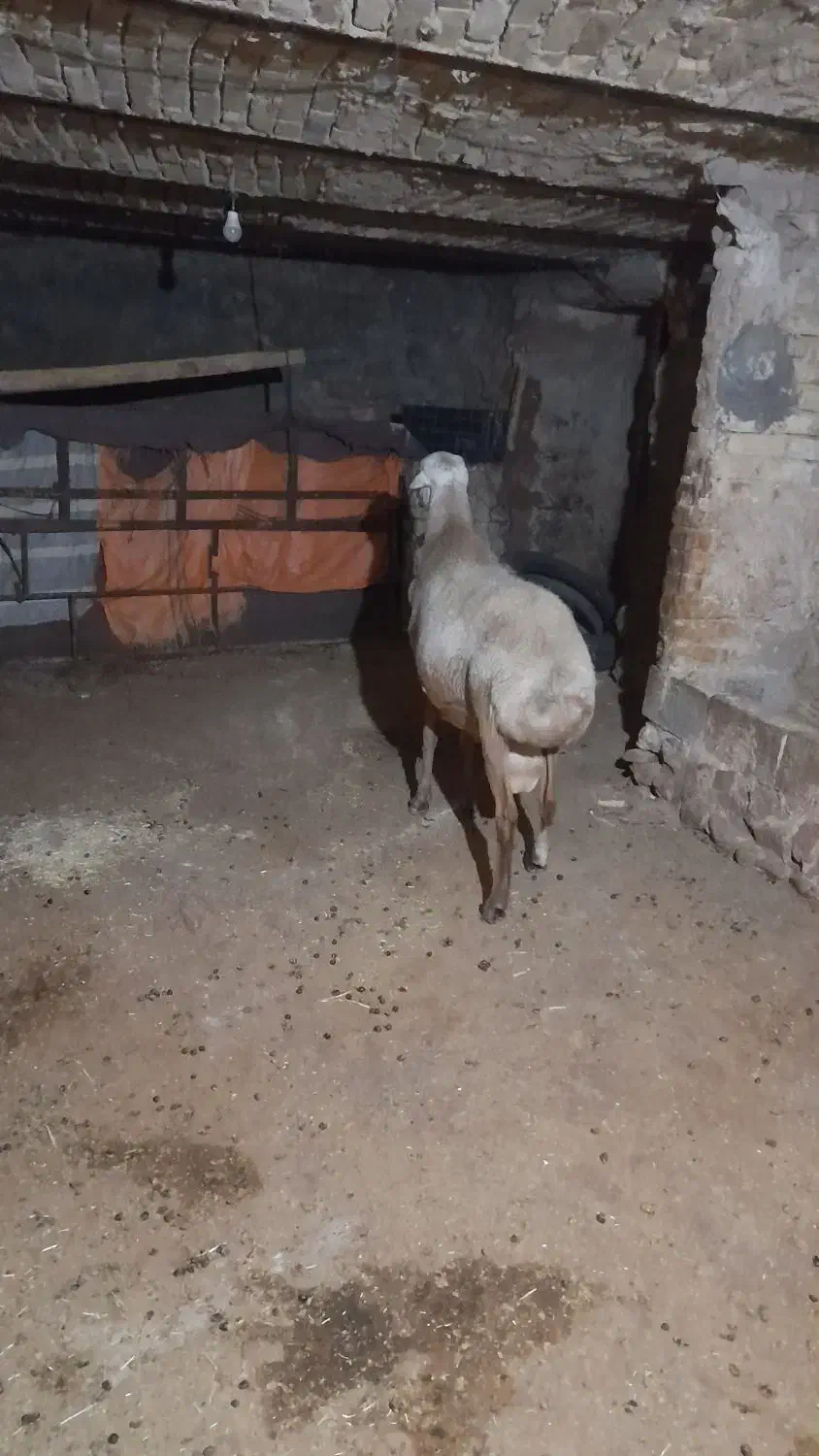 قوچ نژاد مهربان|حیوانات مزرعه|کامیاران, |دیوار