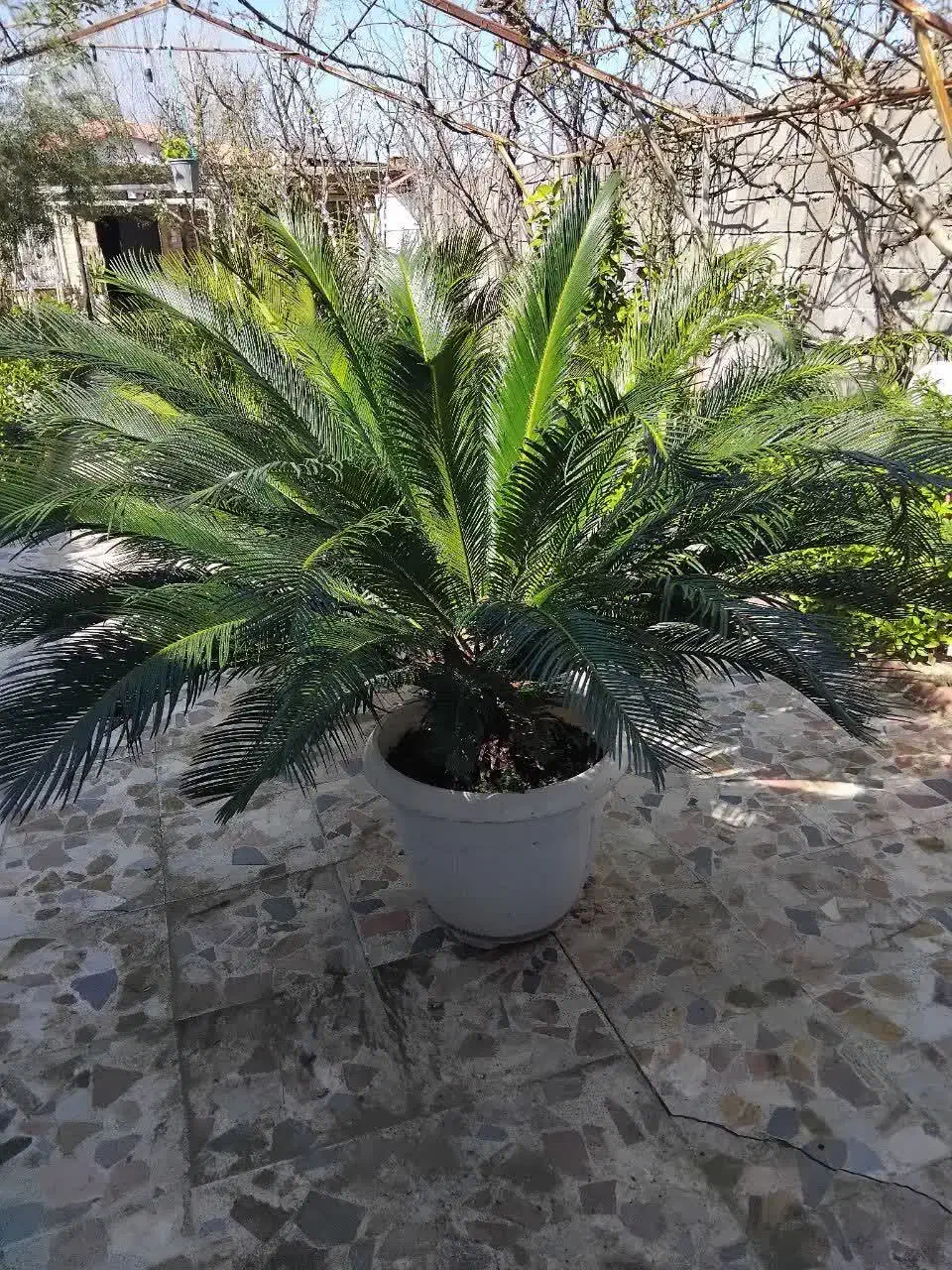 گل سیکاس|گل و گیاه طبیعی|رشت, لاکان|دیوار