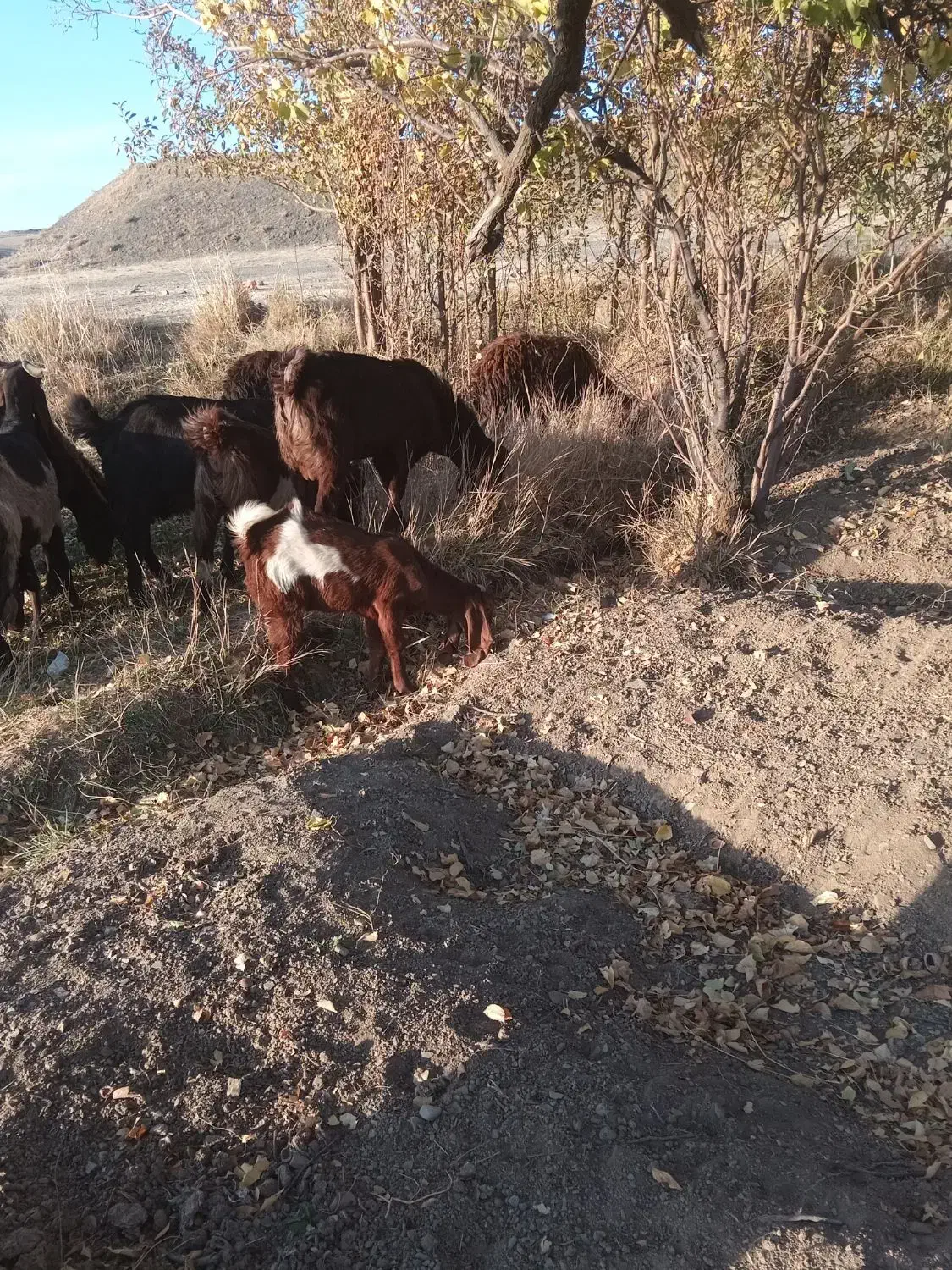 نربزنژدی|حیوانات مزرعه|سربند, |دیوار