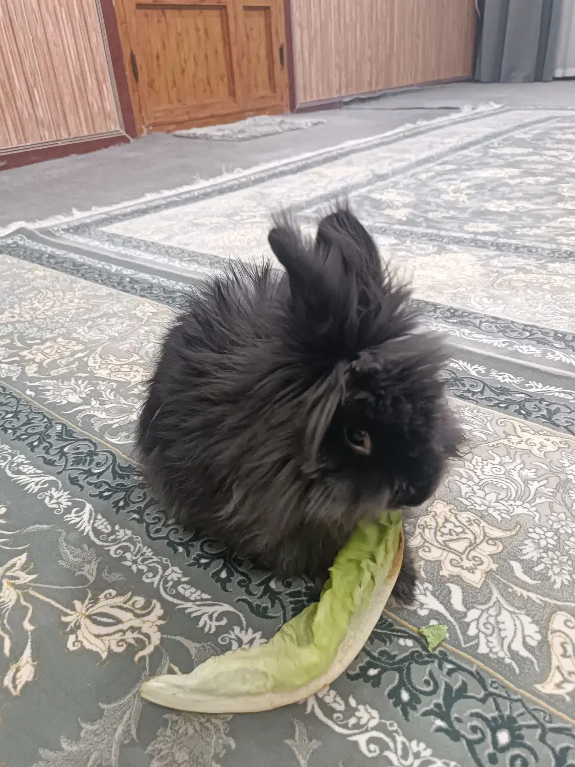 خرگوش|موش و خرگوش|جوانرود, |دیوار