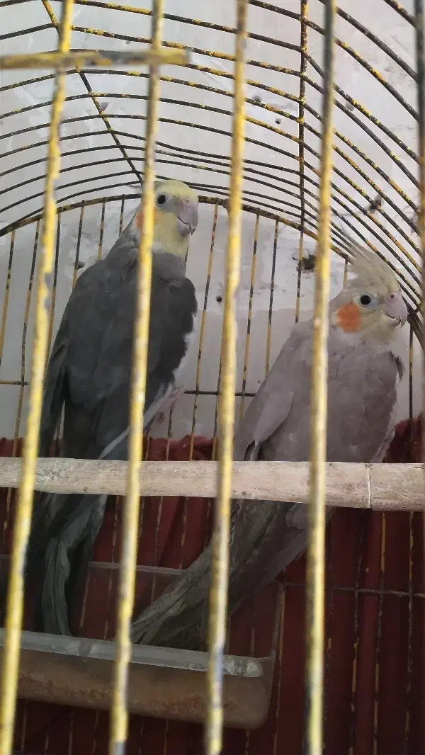 عروس هلندی نر و ماده|پرنده|کرباسک, |دیوار